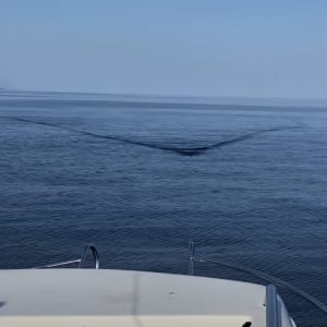 釣りに出たボートの向かいから何かが接近してきている！それは『あの海洋生物』だったのです！！