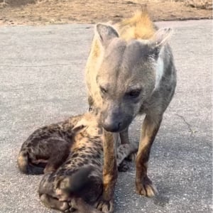 路上で野生のハイエナと遭遇したと思ったら！なんと赤ちゃんにミルクをあげているところだった！？【海外・動画】