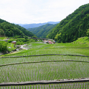 島根県 吉賀町 大井谷棚田がライトアップ！ 600年以上続く段々田んぼの絶景に、夕暮れどきから幻想的＆感動的な幾何学模様が出現