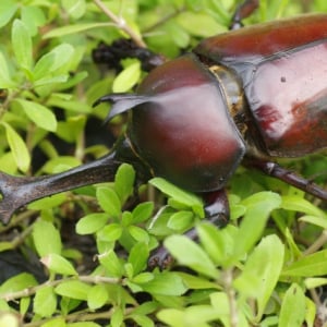 【昆虫雑学】素朴な疑問！昆虫に心臓はあるの？血液はどうなってるの？