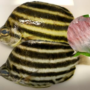 【未利用魚の王】捨てられたり30円で売られてるコイツは脳汁大放出の霜降り脂が絶品だから見つけたら絶対食べたほうがいい!!【カゴカキダイ】