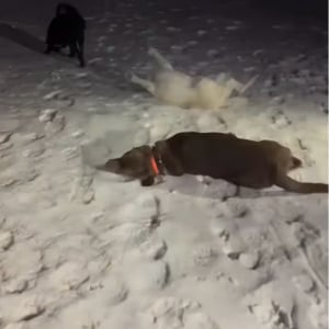 楽しい雪遊び！3匹のイヌたちが大はしゃぎする姿が無邪気でかわいすぎる！【アメリカ・動画】