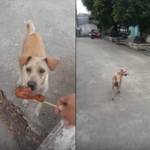 野良犬にチキンをあげたら食べずにどこかに持って行った！後をついていったらその理由に感動してしまった