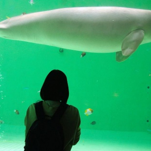 沖縄のジュゴン調査ツアーが常時開催に！三重の鳥羽水族館で“飼育の海牛(飼牛)祭り”も