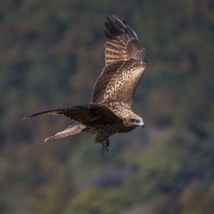 「鳶に油揚げをさらわれる」とはどんな意味？その成り立ちには「鳶」の習性が関係していた！！