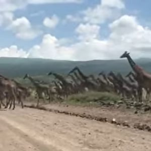 圧巻の光景！！キリンの群れが道路を横切る映像！