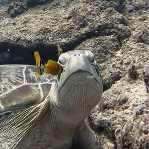 極上のスパにご満悦？キュートな魚たちにお掃除してもらってウットリ顔のカメ【海外・動画】