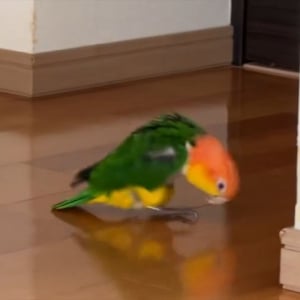 バックステップで移動するシロハラインコ。家具にぶつからないように歩く姿に「すごい器用」「前歩きに切り替わるところもかわいい」