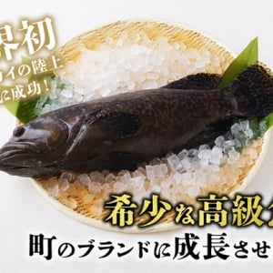 希少な高級魚「タマカイ」を量産化！宮崎県都農町が、ふるさと納税型クラファンに挑戦