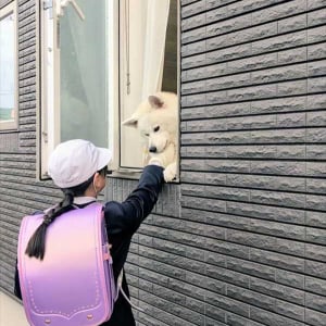 窓から外に身を乗り出す秋田犬。その様子を中から見たらビックリ！実はその場にもう一頭！？「差がすごい」「踏み台にされているのかと思いました」