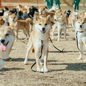 【埼玉県さいたま市】柴犬・ペキニーズの愛犬家向けイベント開催！ハードル走や同じ犬種だけの撮影会も