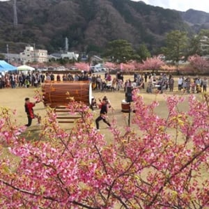 【静岡県伊豆市】最も早咲きの土肥桜を楽しむ「土肥桜まつり」開催！会場には観光型津波避難タワー誕生