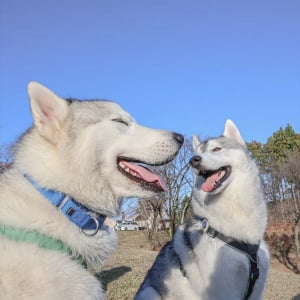 幸せそうな表情を浮かべているハスキー犬たち。微笑ましい光景に「良い笑顔」「幸せな気持ちになりました」と反響