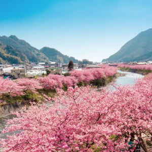 伊豆に春を告げる風物詩「河津桜まつり」と人気スポットをめぐる日帰りバスツアー発売