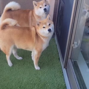 息がぴったりな柴犬たち。怒られた時まで動きがシンクロしている！？「これは思わず許してしまう」「めっちゃ素直でかわいい」