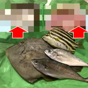 ふるさと納税の5000円未利用魚ガチャBOXに27cmの肝パンカワハギとレアなあの魚が入ってて大歓喜ウヒョーwwwwwwww