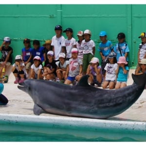 【鴨川シーワールド】イルカや魚など水の生き物とふれあう「サマースクール」参加者募集