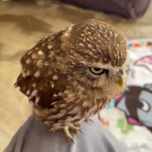 フクロウはナデナデしてもらい待ち中！「はよ！ナデナデしなしゃい！」「かわいいが止まらない」