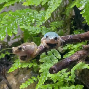 カエルたちは久しぶりの雨で大はしゃぎ！喜ぶ姿に反響「わちゃわちゃ感がほんと好き」