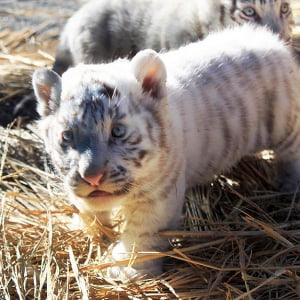 埼玉 東武動物公園 白トラ赤ちゃん2頭 公開中！ 超貴重もふもふ動画をチェキして2頭のやんちゃっ子トラに実際に会いに行こう！ 気になる2頭の見分け方、性格は？