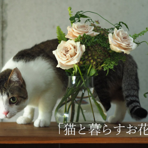 全国の猫と花好きに届ける！花屋の新しい定期便サービス「猫と暮らすお花便」スタート