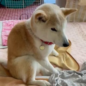 「ここはどこ？私はだれ？」12時間たっぷり寝た柴犬が寝ぼけている様子がかわいすぎる！！