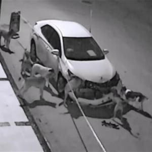 野良犬が１台の車を取り囲み集団で破壊！？その驚きの理由とは？心優しい野良犬団だったのかも？