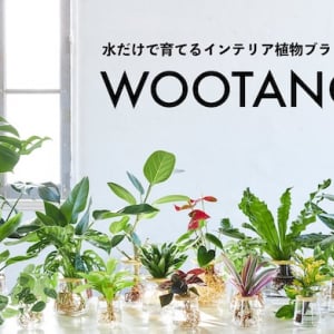 今までになかった新感覚なインテリア植物を提案！WOOTANGがGREEN×EXPO 2027に出展