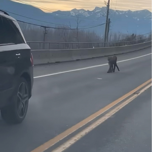 悠然と歩く黒い影。道路を進む貫禄十分なその姿はもちろんただのクロネコではない！！【海外・動画】