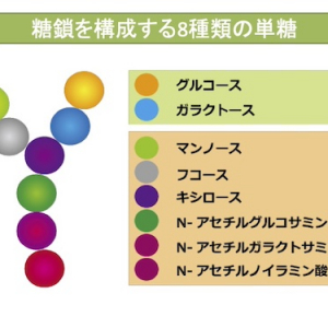 糖鎖が美容・アンチエイジングにも有用性あり？中心的存在になる可能性も秘めたその作用とは