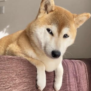 飼い主さんたちの会話に聞き耳を立てる柴犬。公園に行けるか期待しながら聞く様子に「全部聞いてる顔」「目が爛々と輝いてる」