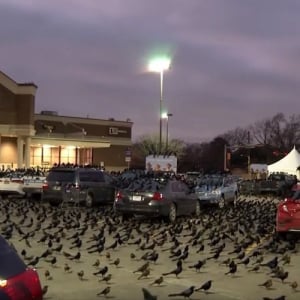 まるでヒッチコック！？大量の黒い鳥がスーパーの駐車場を占拠！この世の終わりのような恐ろしい光景に