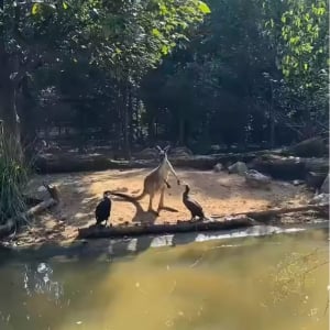 カンガルーの小競り合い相手は・・鳥！？まさかの白熱バトルも、なんだかユーモラス【海外・動画】