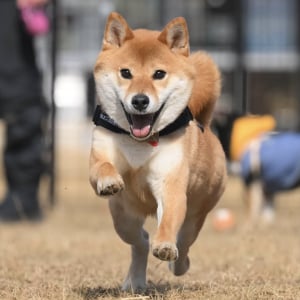 「こんなに楽しそうな顔して走ってたんだね」プロのカメラマンに撮ってもらい初めて知った愛犬の表情に反響！