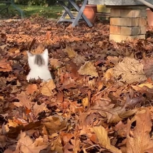 落ち葉の海をカキカキ！ひょっこり顔を覗かせて無邪気に遊び回る子猫がかわいすぎる！【海外・動画】