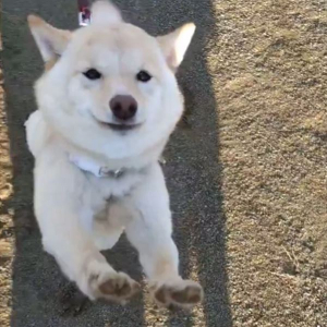 柴犬の猛烈なかまってアピールが話題に！「もふりたいい！」「こんな顔されたらずっと触ってしまう」