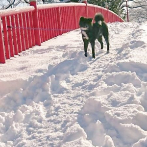 「この橋を渡りたくば、我々を倒してゆけ！」橋の上に立ちはだかる秋田犬たち、まるで行く手を阻むボスたちのようだった！！