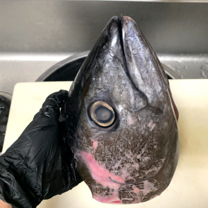 【捨てないで！】マグロの頭にはたった0.5%しかとれない超希少部位があるの知ってる？ 激安なのに絶世の美食でもうたまらん