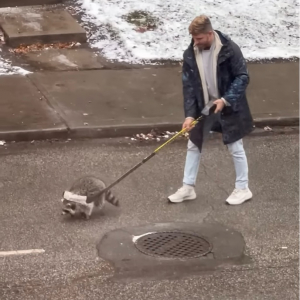 カナダならでは？道路に侵入するアライグマを制止する男性。押し留めるのに使うのは・・ホッケースティック！？【海外・動画】