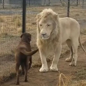 危ない！！ホワイトライオンに睨まれた犬！しかしこの後、ライオンの紳士的な振舞いに驚愕！【海外】