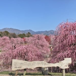 【三重県鈴鹿市】しだれ梅の研究栽培農園である「鈴鹿の森庭園」一般公開開始。夜間ライトアップが人気