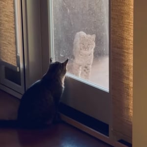 愛猫のお友達？窓の外にボブキャットがやって来た！？【アメリカ・動画】