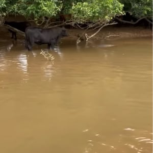 水浴びするウシの前になにか流れてきた！その正体は・・ワニ！？【海外・動画】