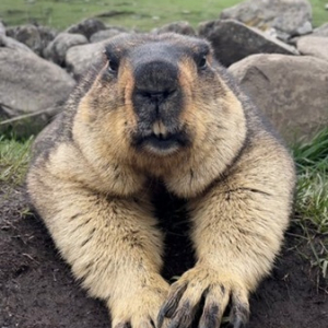 「ヒマラヤマーモット」が日本初上陸＆全国の動物園やアニマルカフェにお迎え予定！