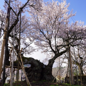 【山梨県北杜市】實相寺、期間限定で拝観料を導入。境内の「神代桜」の保全と維持管理へ向けた取り組み