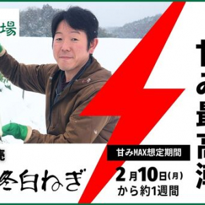 寒波到来で甘味最高潮！鳥取県の田中農場から、「極寒越冬白ねぎ」が期間限定で発売中