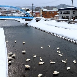 白鳥の雪遊び？雪にズボっと顔を突っ込んでいる姿が目撃される！！「鳥もやりたくなるとは」「かわいいですね～癒し～！」