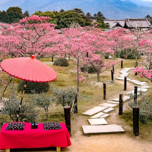 【京都府京都市】隨心院「名勝・小野梅園」を一般公開！大好評「小町 美味いもんマルシェ」も同時開催