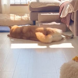 オヤツの余韻に浸る柴犬！横になった後ろ姿が話題に「しっぽから喜びがわかる」「夢はおやつの夢」