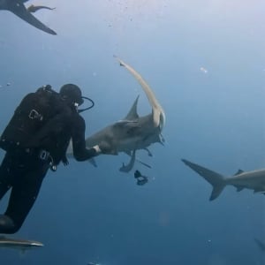 見ていてヒヤっ！サメの群れに囲まれながら、サメに刺さっている釣り針を取る勇敢なダイバー！【海外・動画】